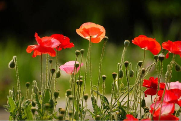 Papaver rhoeas