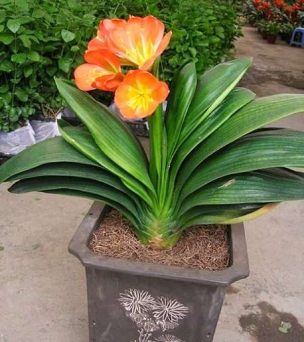 Clivia miniata