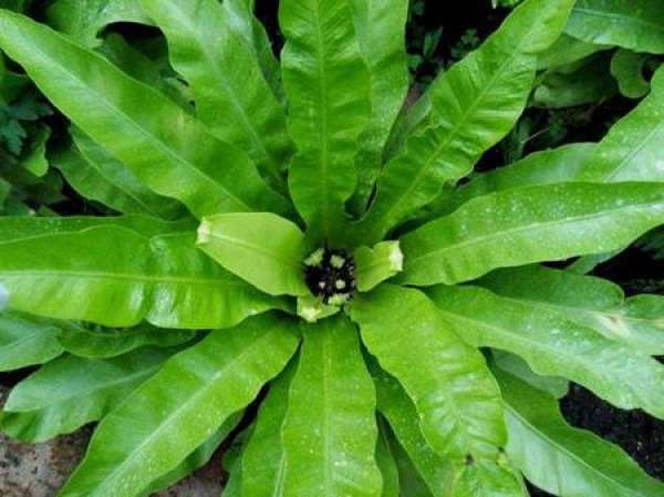 Points for Attention in Breeding Bird's Nest Fern