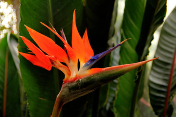 The Symbol and Meaning of Strelitzia reginae