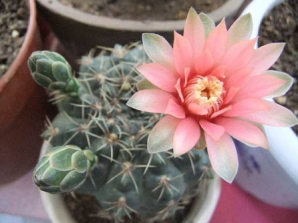 Sowing and Propagation of Feihuayu