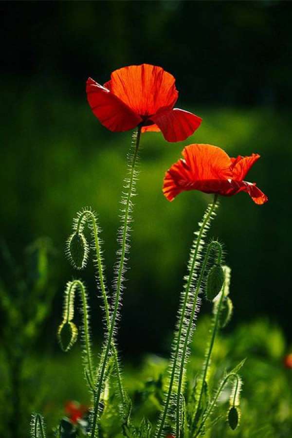Post-sowing management of corn poppy