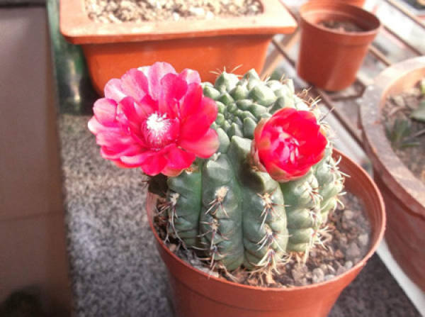 Bulb-division Propagation of Chihuayu Jade