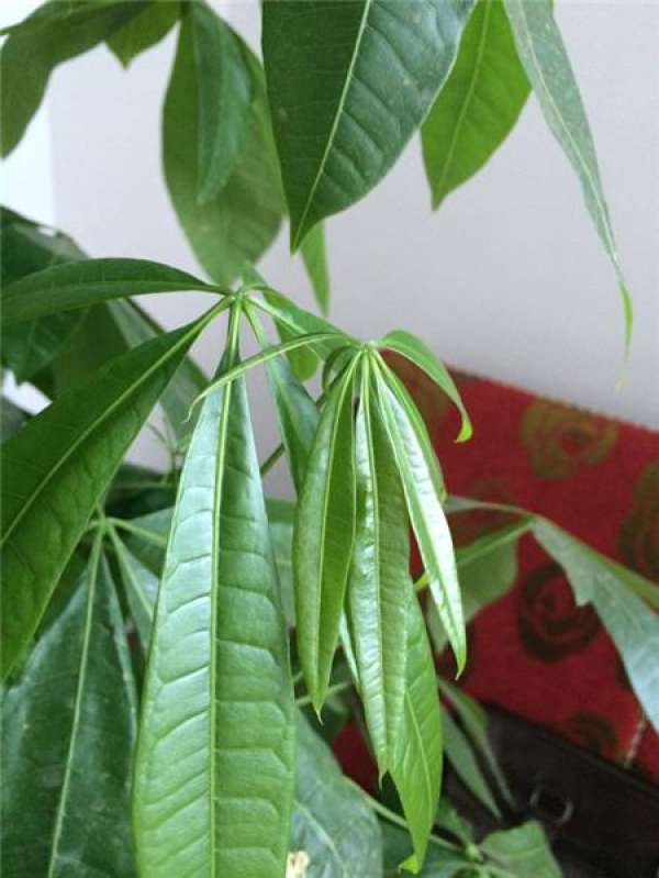 How to deal with the drooping leaves of the Money Tree The Plant Aide