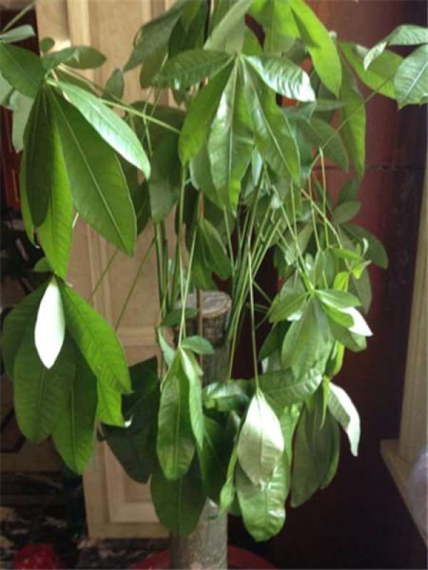 How to deal with the drooping leaves of the Money Tree The Plant Aide
