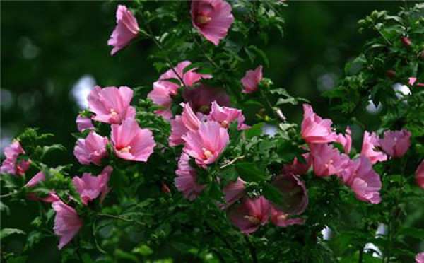 When does hibiscus bloom?