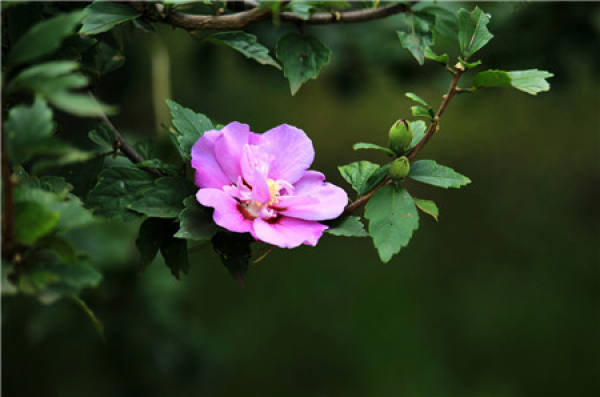 When does hibiscus bloom?