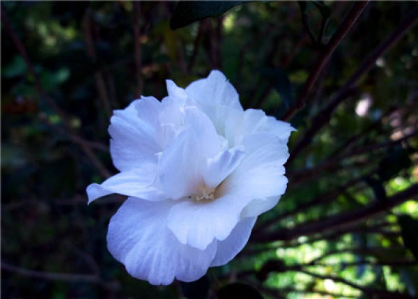 when does Hibiscus bloom