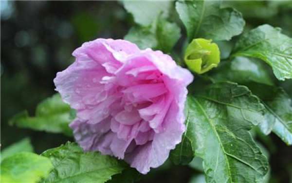 when does Hibiscus bloom