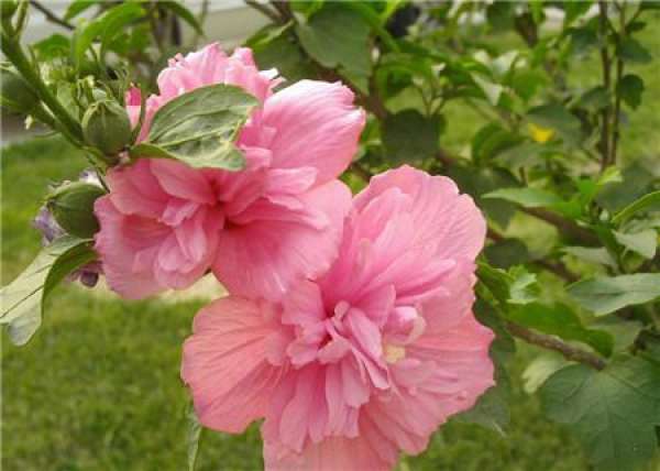 when does Hibiscus bloom