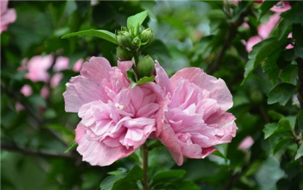 Hibiscus