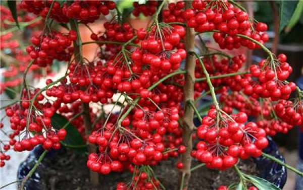 Ardisia crenata leaf scorch droop how to do?