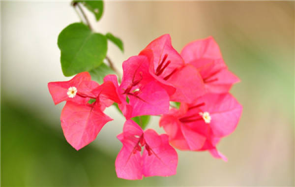Wikstroemia triangularis
