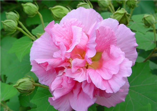 When does the hibiscus flower bloom?