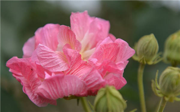 When does the hibiscus flower bloom?