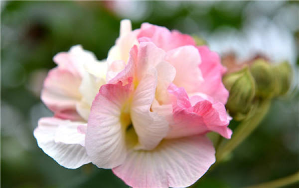 When does the hibiscus flower bloom?