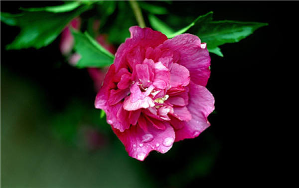 when do hibiscus flowers bloom