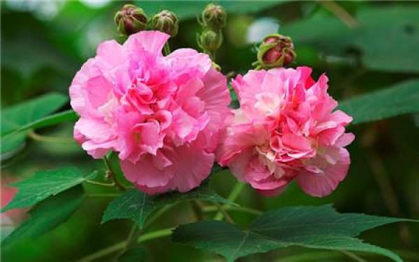 when do hibiscus flowers bloom