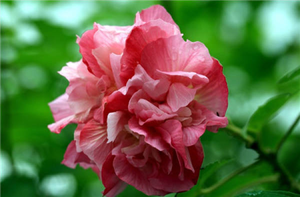 when do hibiscus flowers bloom
