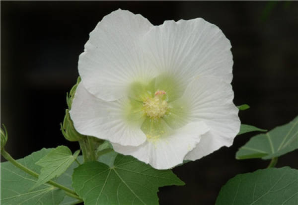 Hibiscus mutabilis blossom appreciation