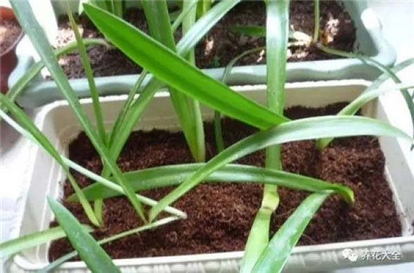 Making cultivation substrates