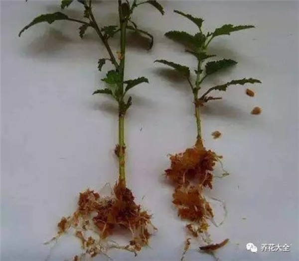 Making cultivation substrates