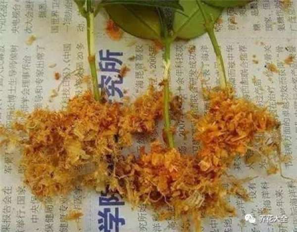 Making cultivation substrates