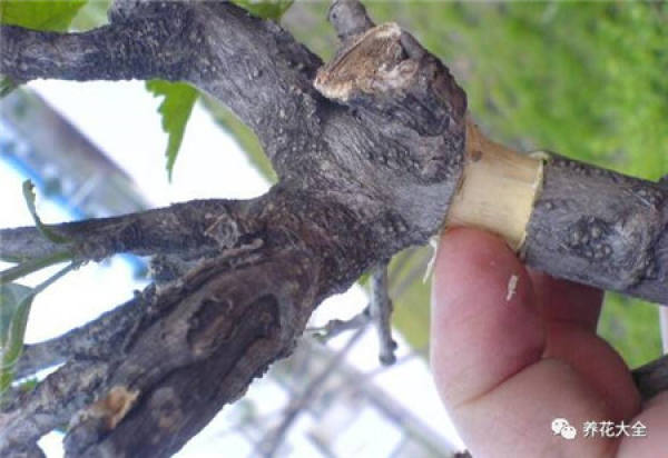 Making cultivation substrates