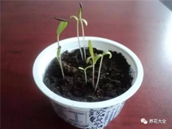 Making cultivation substrates