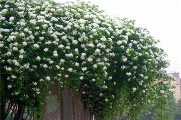 When does Qi Li Xiang Blossom