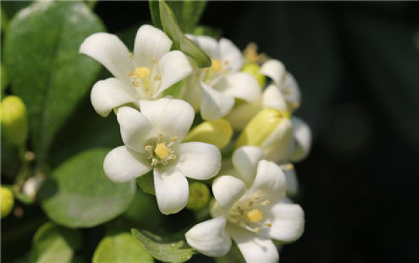 When does Qi Li Xiang Blossom