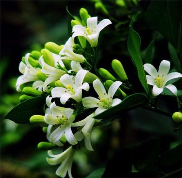 When does Qi Li Xiang Blossom