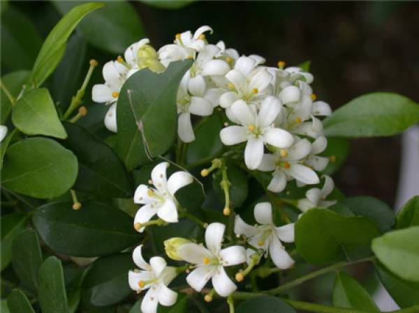 Qilixiang blossoms in different times