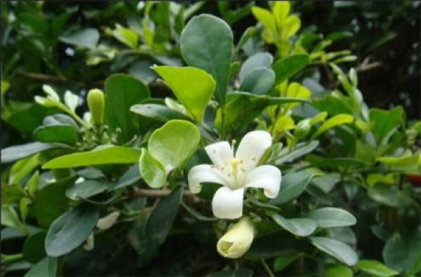 Qilixiang blossoms in different times