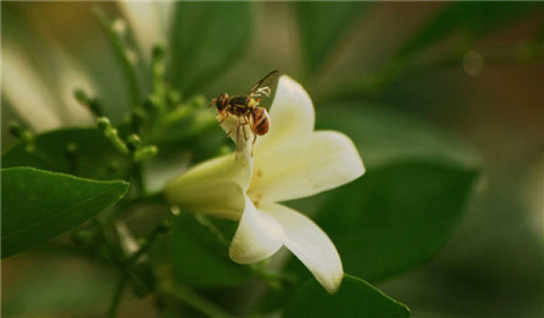Qilixiang blossoms in different times
