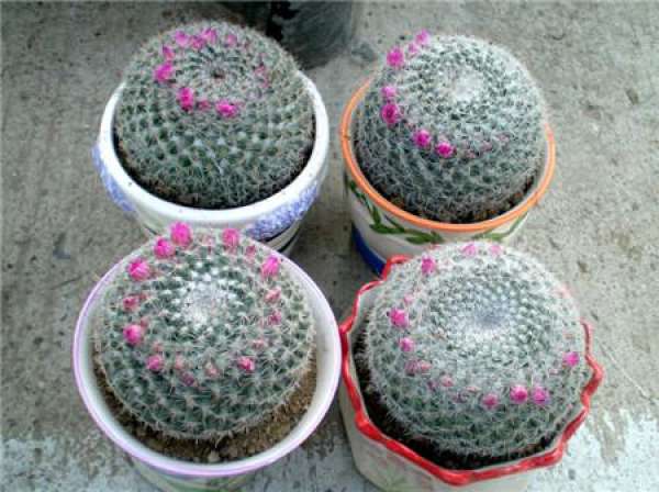 florescence of yuweng