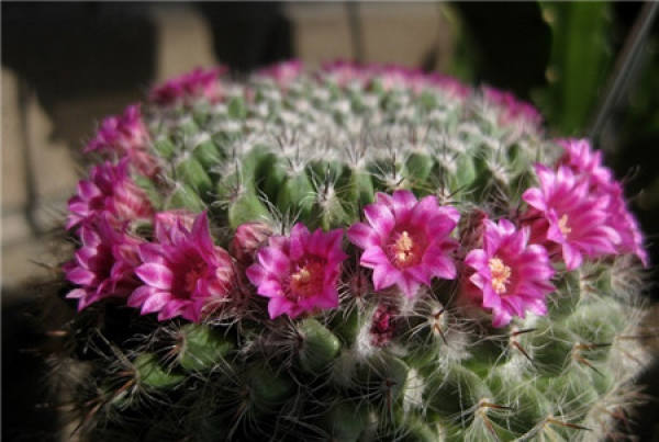 florescence of yuweng