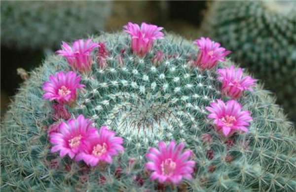 florescence of yuweng