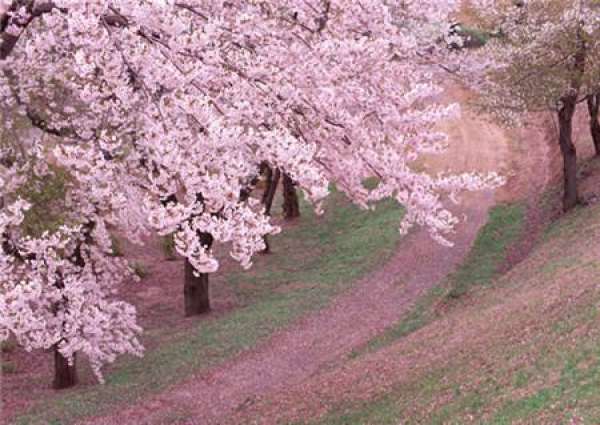 When do the cherry blossoms bloom?