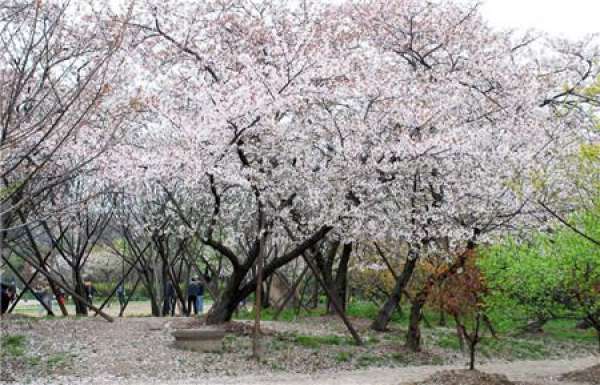When do the cherry blossoms bloom?