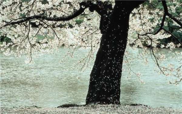 When do the cherry blossoms bloom?