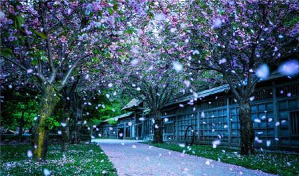 When do the cherry blossoms bloom?