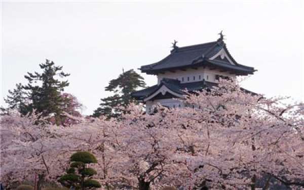 When do the cherry blossoms bloom?