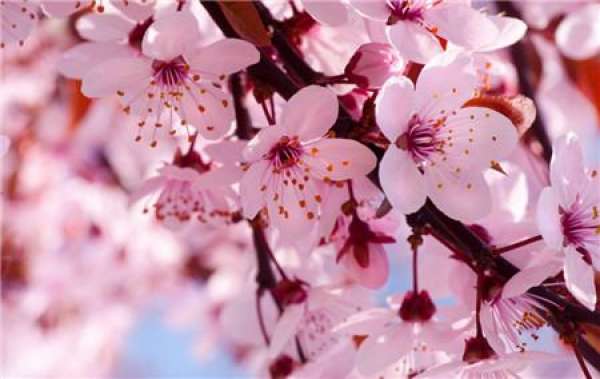 When do the cherry blossoms bloom?