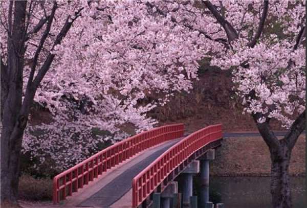 When do the cherry blossoms bloom?