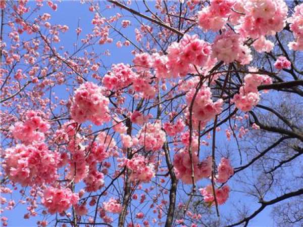 Cherry Blossom Picture Appreciation