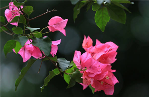 Sprouts should be removed after Bougainvillea grafting