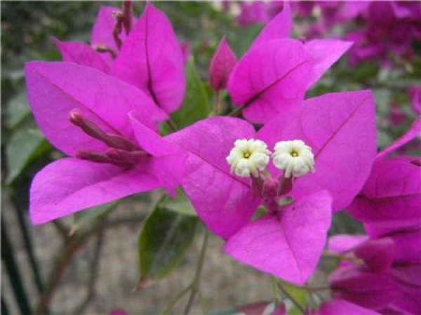 Sprouts should be removed after Bougainvillea grafting