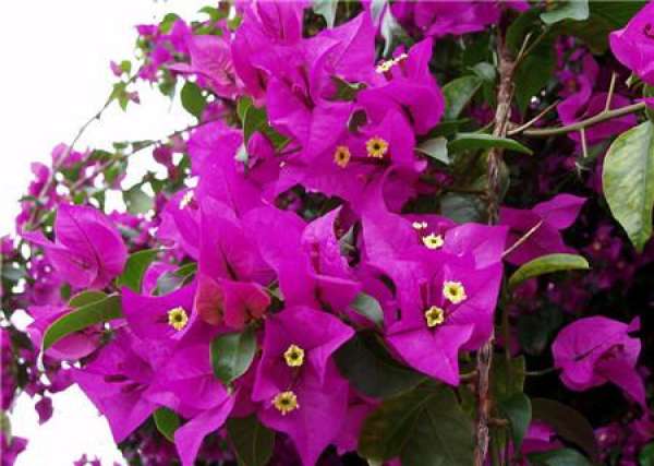 Sprouts should be removed after Bougainvillea grafting