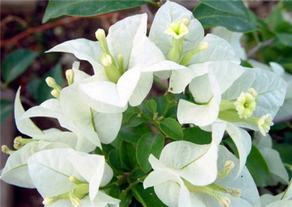 Water and Fertilizer Management of Bougainvillea glabra after Grafting